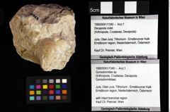 Foto (Objket + Etiketten) von Goniodromites sp. 